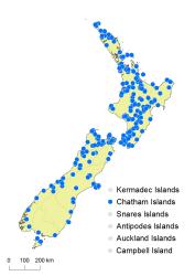 Leptopteris hymenophylloides distribution map based on databased records at AK, CHR and WELT.
 Image: K. Boardman © Landcare Research 2014 